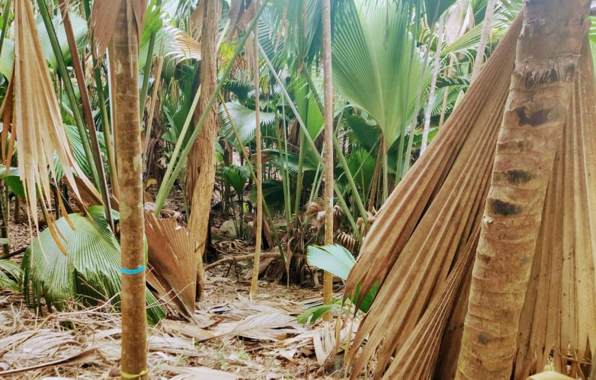 Vallee De Mai & Anse Lazio Tour