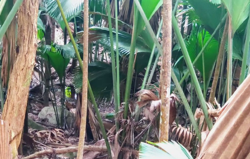 Vallee De Mai & Anse Lazio Tour