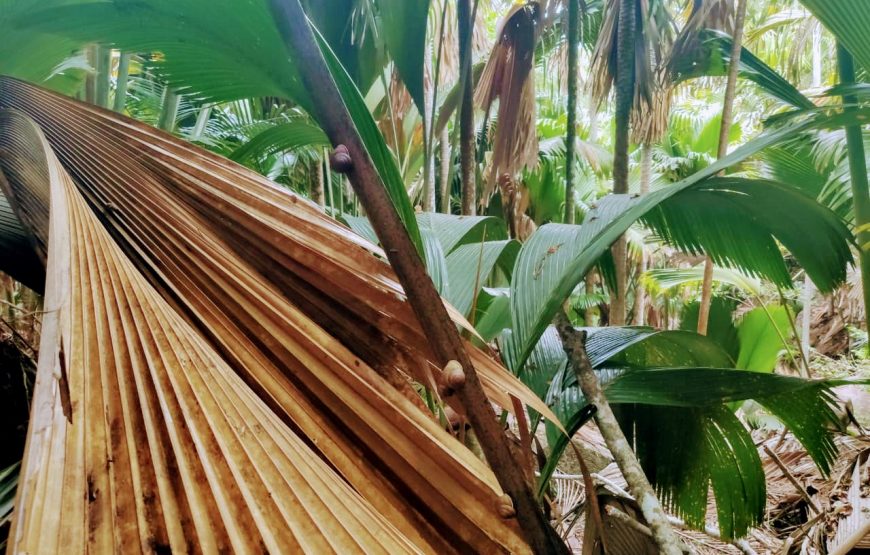 Vallee De Mai & Anse Lazio Tour