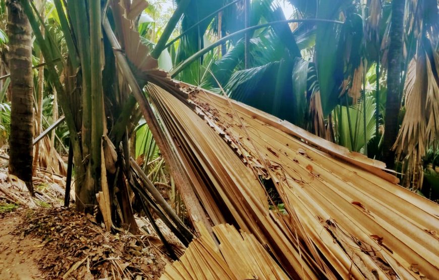 Vallee De Mai & Anse Lazio Tour