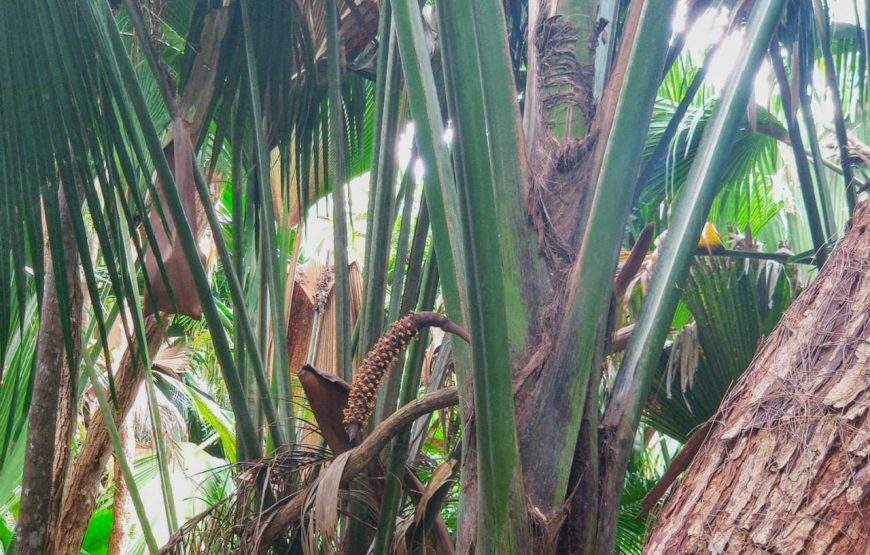 Vallee De Mai & Anse Lazio Tour