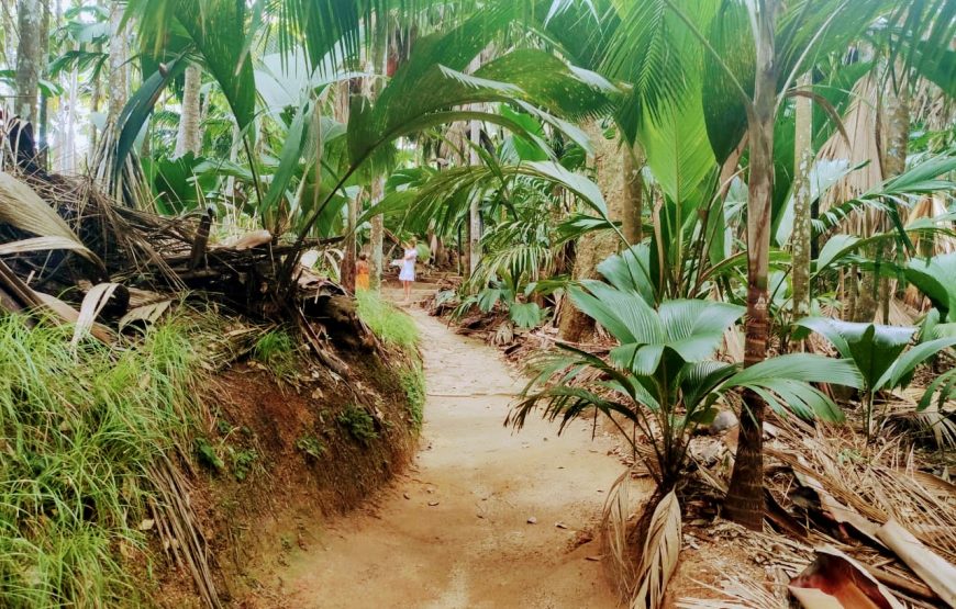 Vallee De Mai & Anse Lazio Tour