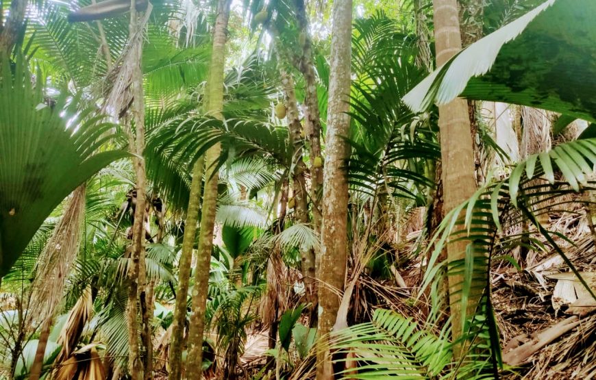 Vallee De Mai & Anse Lazio Tour