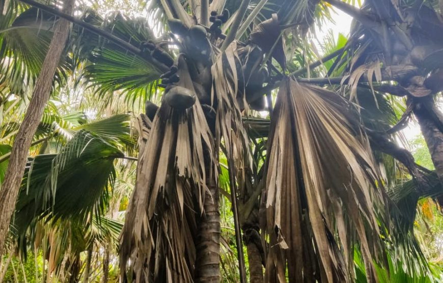 Vallee De Mai & Anse Lazio Tour