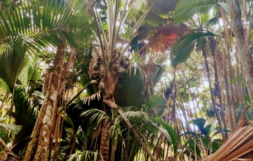 Vallee De Mai & Anse Lazio Tour