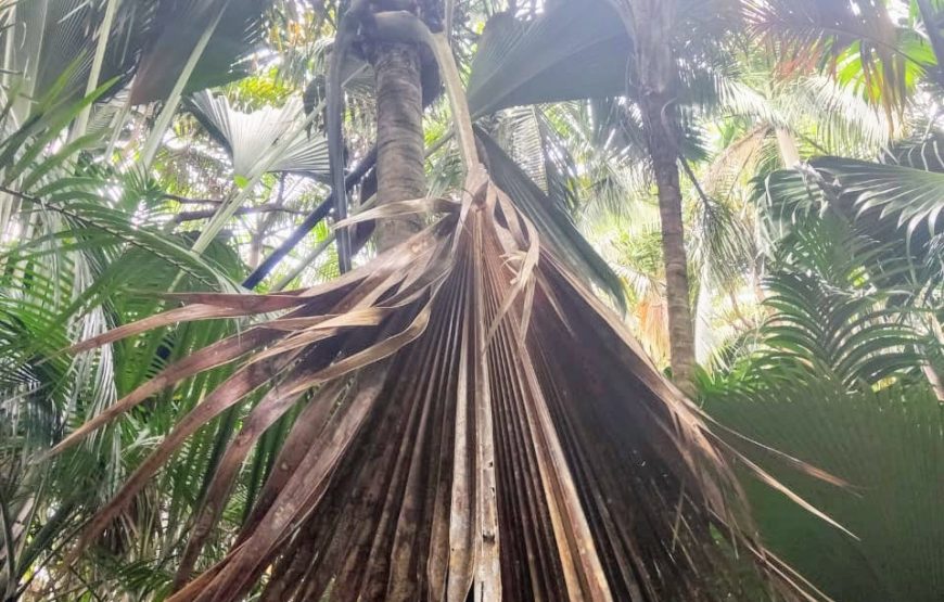 Vallee De Mai & Anse Lazio Tour