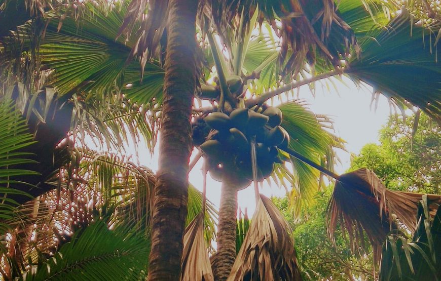 Vallee De Mai & Anse Lazio Tour