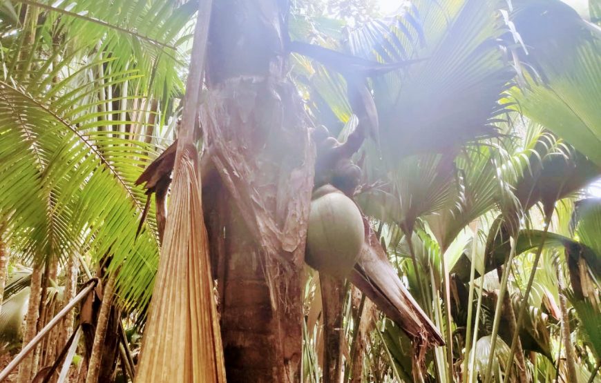 Vallee De Mai & Anse Lazio Tour