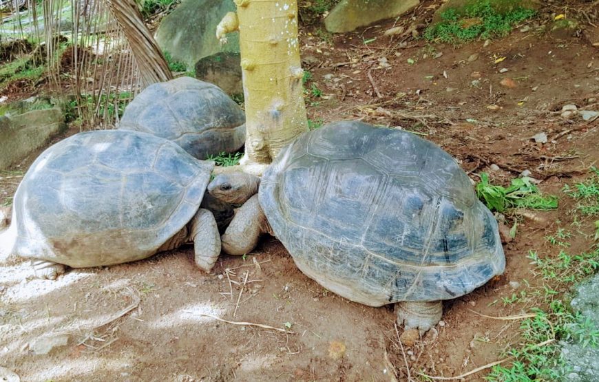 Cerf Island Eco Tour (Sharing)