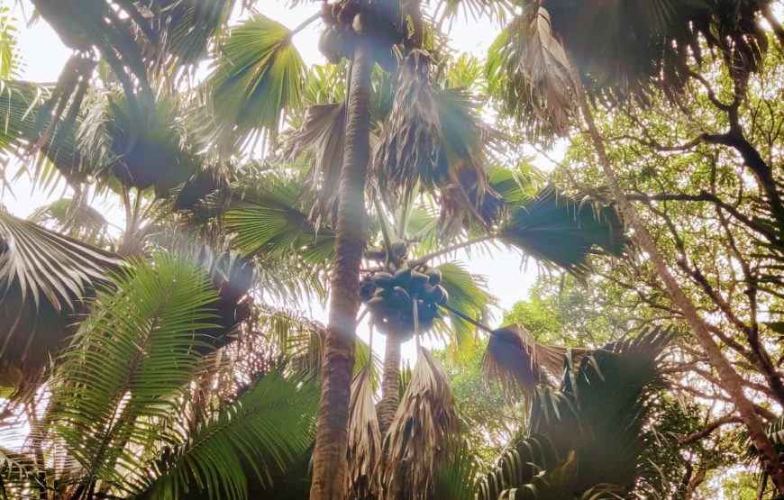 Vallee De Mai & Anse Lazio Tour