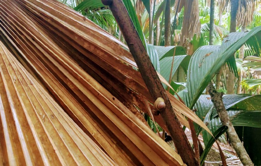 Vallee De Mai & Anse Lazio Tour