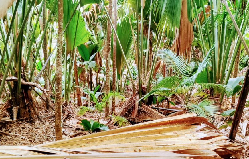 Vallee De Mai & Anse Lazio Tour