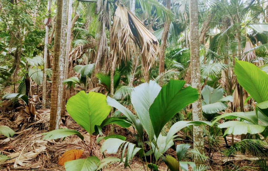 Vallee De Mai & Anse Lazio Tour