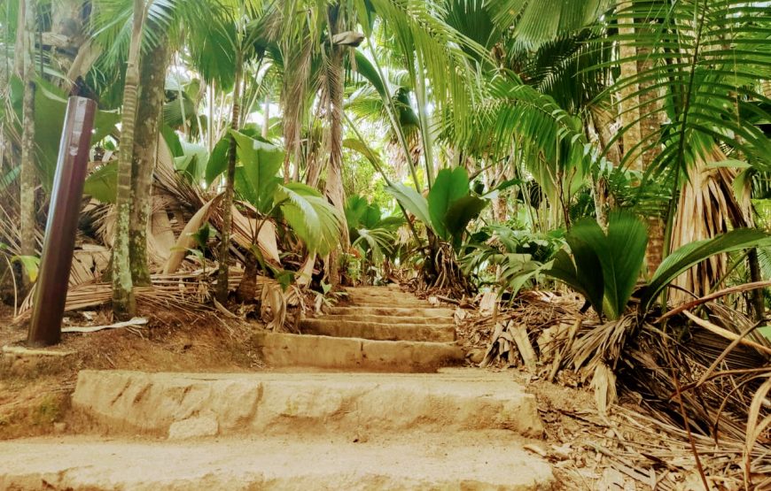 Vallee De Mai & Anse Lazio Tour