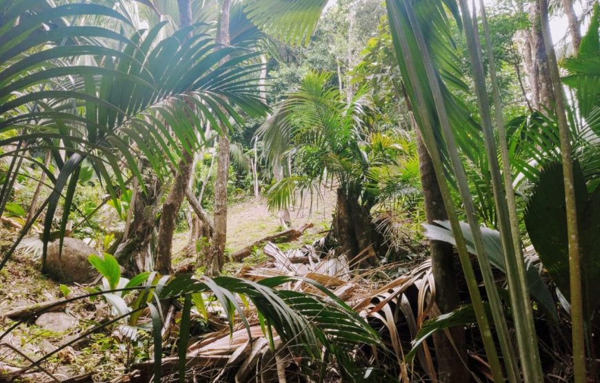 Vallee De Mai & Anse Lazio Tour